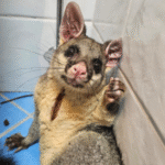 Why Humane Possum Removal is Essential for Northern Beaches Residents