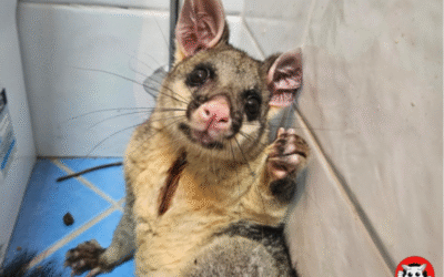 Why Humane Possum Removal is Essential for Northern Beaches Residents
