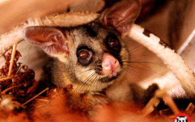 Is Possum Removal Legal in Australia?