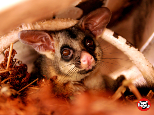 Is Possum Removal Legal in Australia?
