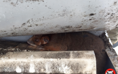 What Does a Possum in the Roof Sound Like?