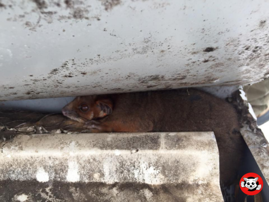 What Does a Possum in the Roof Sound Like?