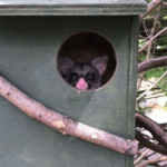 Possum Boxes Where to Install Them for Success