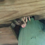 The Homeowner’s Guide to Possum Droppings vs. Rat Droppings