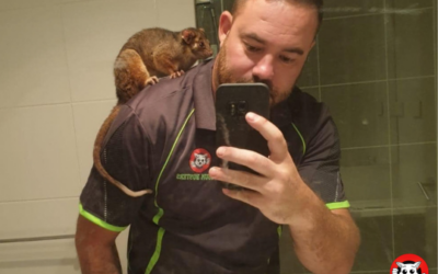 How Sydney Possum Removalists Stop Possums from Returning How Sydney Possum Removalists Stop Possums from Returning