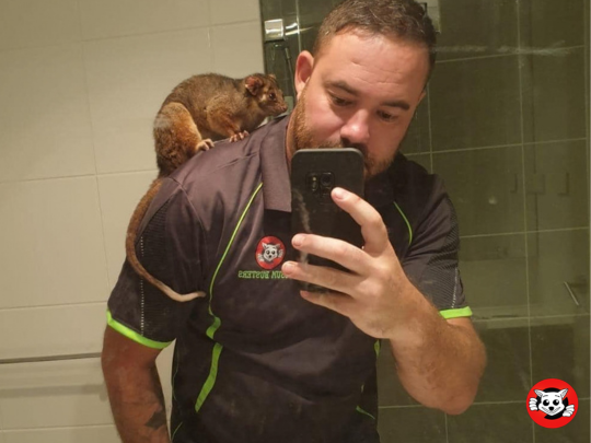How Sydney Possum Removalists Stop Possums from Returning