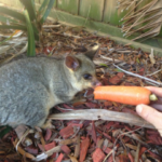 How to Create a Possum-Friendly Garden Safely