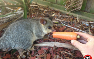 How to Create a Possum-Friendly Garden Without Inviting Them Indoors