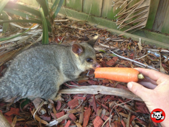 How to Create a Possum-Friendly Garden Without Inviting Them Indoors How to Create a Possum-Friendly Garden Without Inviting Them Indoors